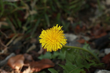 서양민들레 © Bonggyu