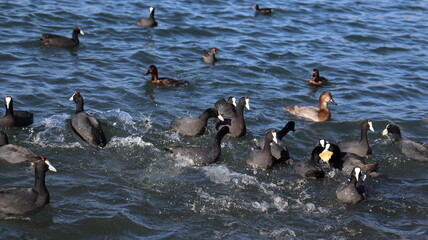 Fototapeta premium Flock of Red-Knobbed Coots and Ducks Swimming in a Lake on a Sunny Day with Splashing Water and Natural Wildlife Activity 