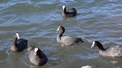 Flock of Red-Knobbed Coots and Ducks Swimming in a Lake on a Sunny Day with Splashing Water and Natural Wildlife Activity

