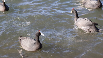 Flock of Red-Knobbed Coots and Ducks Swimming in a Lake on a Sunny Day with Splashing Water and Natural Wildlife Activity
