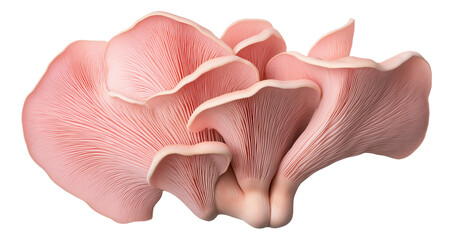 Fototapeta premium Pink oyster mushrooms with wavy edges and detailed gills.