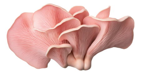 Pink oyster mushrooms with wavy edges and detailed gills.