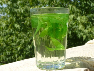 Freshly Brewed Nettle Leaf Tea: A Natural Elixir of Wellness, Energy, and Harmony with Nature Under a Bright Sky