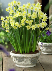 Spring decoration, tulips, daffodils, crocuses in wedge baskets on the background of a spring garden