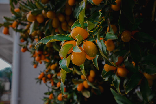 A rich harvest of kumquat on a tree. Ripe orange kumquat fruits hang on branches among foliage. Fruits of the citrus tree kumquat close-up. Beautiful photo of ripening fruits on a citrus tree