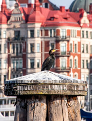 A cormorant on top of a harbor dolphin in the Nybroviken a sunny day in Stockholm