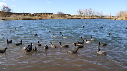 Flock of Red-Knobbed Coots and Ducks Swimming in a Lake on a Sunny Day with Splashing Water and Natural Wildlife Activity
