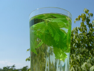 Freshly Brewed Nettle Leaf Tea: A Natural Elixir of Wellness, Energy, and Harmony with Nature Under a Bright Sky