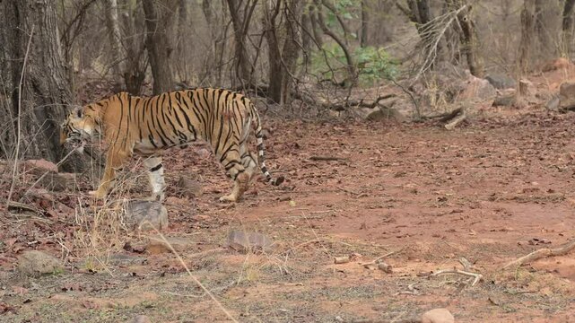 badly injured wild female bengal tiger or tigress or panthera tigris limping while walking in pain. threat of survival in forest while safari at ranthambore national park reserve rajasthan india