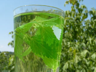 Freshly Brewed Nettle Leaf Tea: A Natural Elixir of Wellness, Energy, and Harmony with Nature Under a Bright Sky