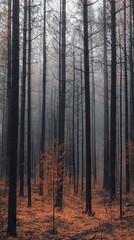 Obraz premium Mystical Foggy Forest with Tall Trees and Golden Light