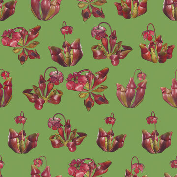 Seamless pattern of Sarracenia purpurea flowers