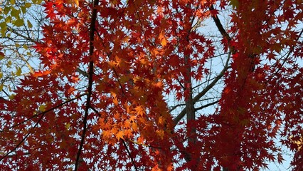 Bright red maple tree leaves gently moving in wind early morning