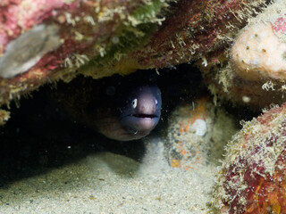 Moray Eel among the rocks