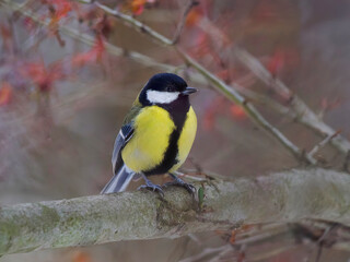 tit sitting on a tree branch against a blurred background