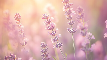 Fototapeta premium Soft, pastel-toned lavender flowers bathed in warm sunlight. A dreamy, romantic image perfect for backgrounds, websites, or calming visuals. Delicate and peaceful.