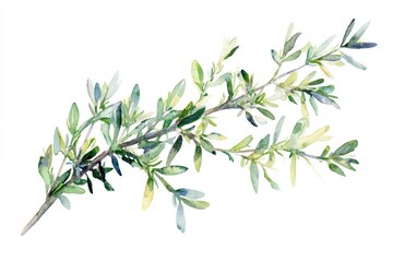 Fototapeta premium Watercolor illustration of Rosemary Herb on White Background