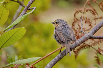 Lateral view of a robin perched on a branch
