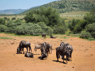 wild animals in the african savannas