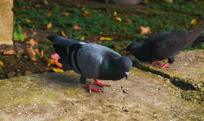 A flock of purebred pigeons in the park is eating rice. Brown and black pigeons are feeding on the ground. Garden pigeons