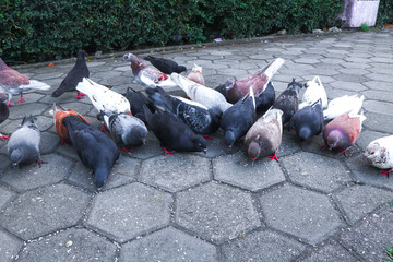 A flock of purebred pigeons in the park is eating rice. Brown and black pigeons are feeding on the ground. Mass event that sings pigeon house.