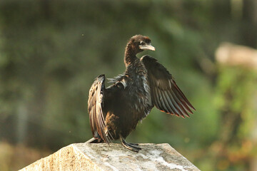 in the golden morning light of Gir Forest, this Little Cormorant (Microcarbo niger) was gracefully drying its wings, creating a mesmerizing silhouette. A member of cormorant family, a elegant seabird.