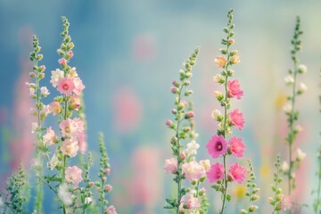 Hollyhocks in Full Bloom: Colourful Alcea Rosea Flowers Blooming Tall in the Summer Season