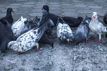 Fototapeta premium A flock of purebred pigeons in the park is eating rice. Brown and black pigeons are feeding on the ground. Mass event that sings pigeon house.