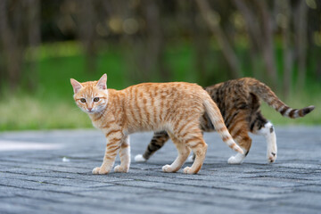 Obraz premium Two kittens walking in the park