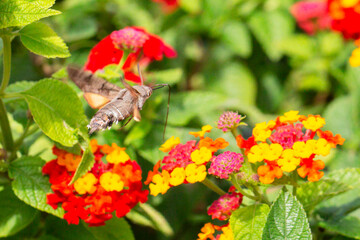 The hummingbird hawk-moth is a butterfly from the hawk moth family (Sphingidae). The hummingbird hawk-moth (Latin Macroglossum stellatarum) collects nectar from flowers. Autumn, October 2024.