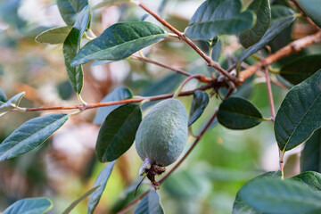 Ripe feijoa fruits on a tree (lat. Acca sellowiana). Fresh feijoa ready to harvest in autumn, November.