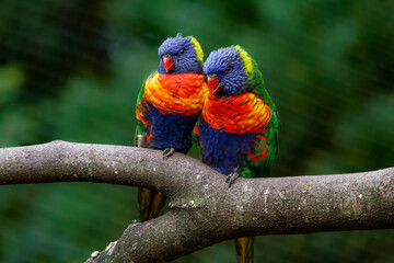A beautiful couple Rainbow Lorikeet