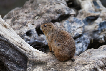 A Black-tailed prairie dog