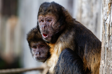 Yellow breasted capuchin monkey screaming for attention