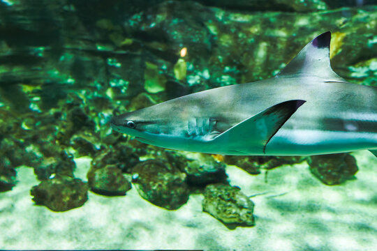 Squalidae (dog shark)