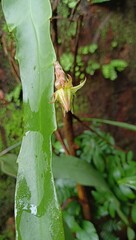 brahmakamal bud in india