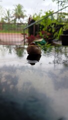 tiny snail sliding on a rock