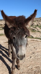 Close-Up of a Fluffy Brown Donkey Standing Outdoors on a Sunny Day in a Rural Countryside Setting with Blue Sky Background, Highlighting Its Cute Features and Natural Environment
