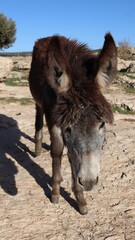 Close-Up of a Fluffy Brown Donkey Standing Outdoors on a Sunny Day in a Rural Countryside Setting with Blue Sky Background, Highlighting Its Cute Features and Natural Environment
