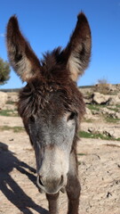 Close-Up of a Fluffy Brown Donkey Standing Outdoors on a Sunny Day in a Rural Countryside Setting with Blue Sky Background, Highlighting Its Cute Features and Natural Environment

