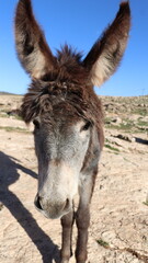 Close-Up of a Fluffy Brown Donkey Standing Outdoors on a Sunny Day in a Rural Countryside Setting with Blue Sky Background, Highlighting Its Cute Features and Natural Environment
