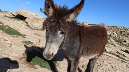 Close-Up of a Fluffy Brown Donkey Standing Outdoors on a Sunny Day in a Rural Countryside Setting with Blue Sky Background, Highlighting Its Cute Features and Natural Environment
