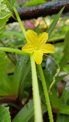 Fototapeta premium yellow flower of bitter fruit of goa commonly known as karit