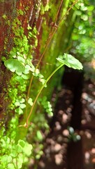 Brahmi plant leaf, medicinal herb