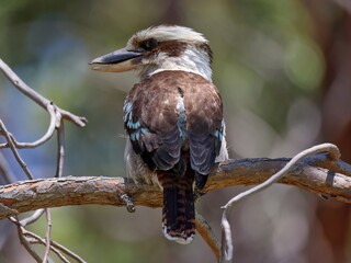 Rear view, beautiful colored Laughing Kookaburra, a carnivorous terrestrial tree kingfisher, sitting in a Eucalyptus. Looking at camera over left shoulder. Urban environment, Perth, Western Australia