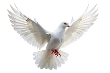 Flying white dove on white background