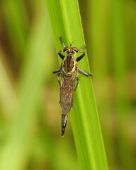Back view of robberfly on a green leaf
