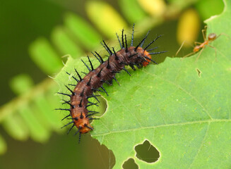 Caterpillar with horn-like spines on a green leaf