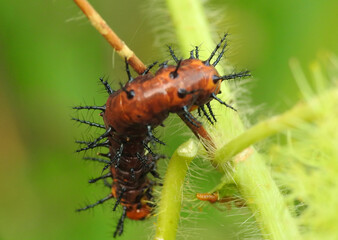 Caterpillar with horn-like spines on a plant
