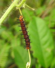 Caterpillar with horn-like spines on a plant